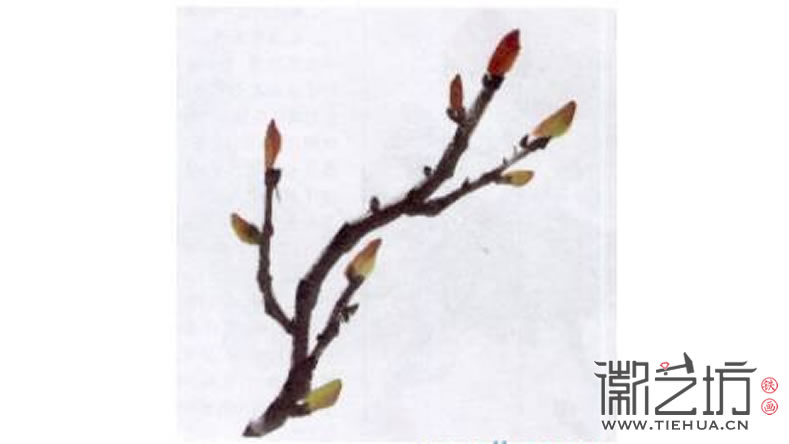 2017.3.30春雨綿綿話牡丹13