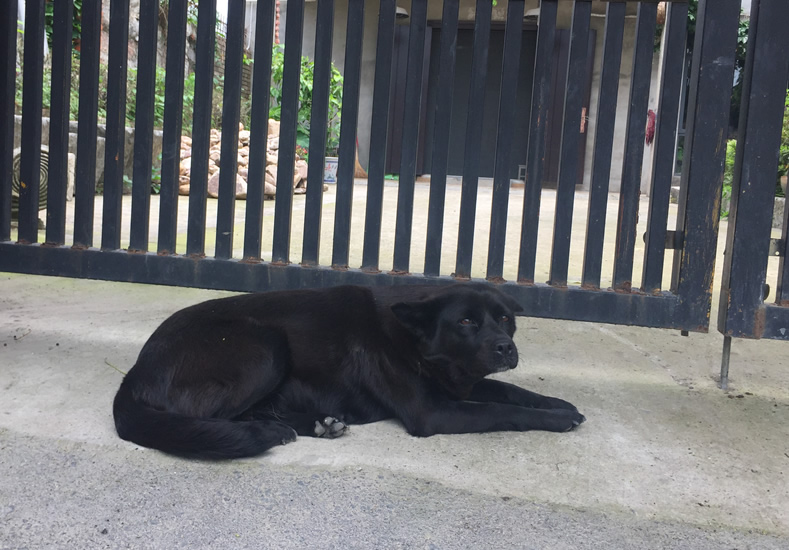 徽藝坊鐵畫(huà)夢(mèng)之隊(duì)于陶辛七房村拍攝集體形象照 (5)